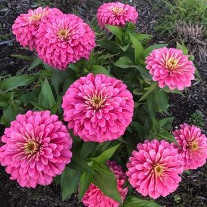 Meet your Posher, Pavani